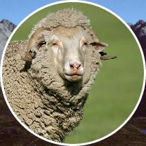 insetsheep